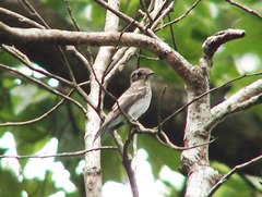 Gray-streaked Flycatcher